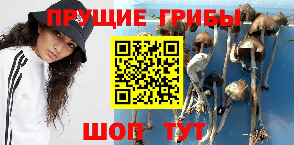 Псилоцибиновые грибы Cubensis Долгопрудный
